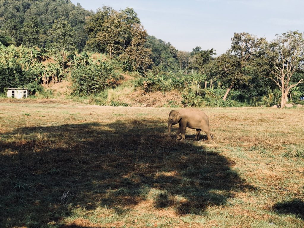 Elefantencamp in Chiang Mai, Thailand