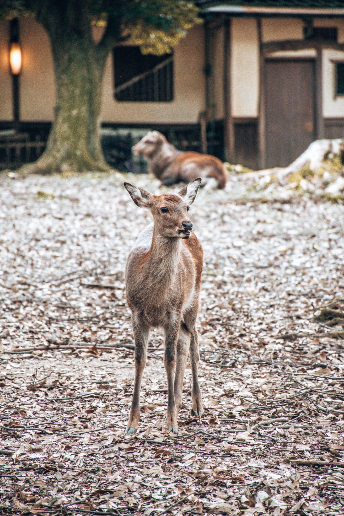 Ausflug zum Nara Park in Japan