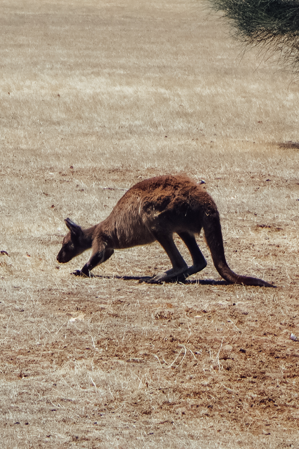 Visum und die richtige Vorbereitung für Australien