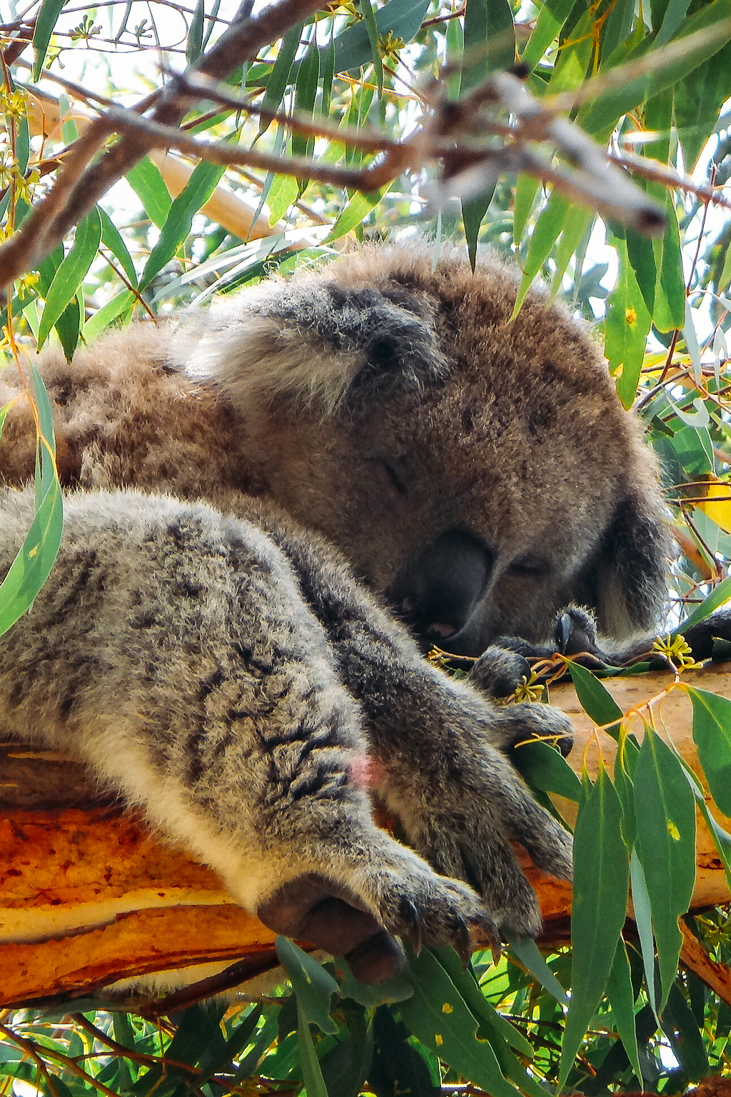 Visum und die richtige Vorbereitung für Australien