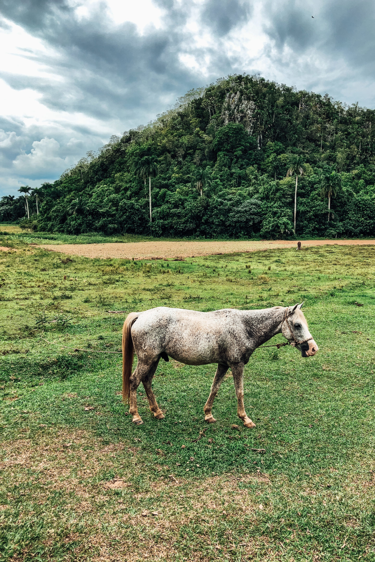 vinales kuba pferd natur